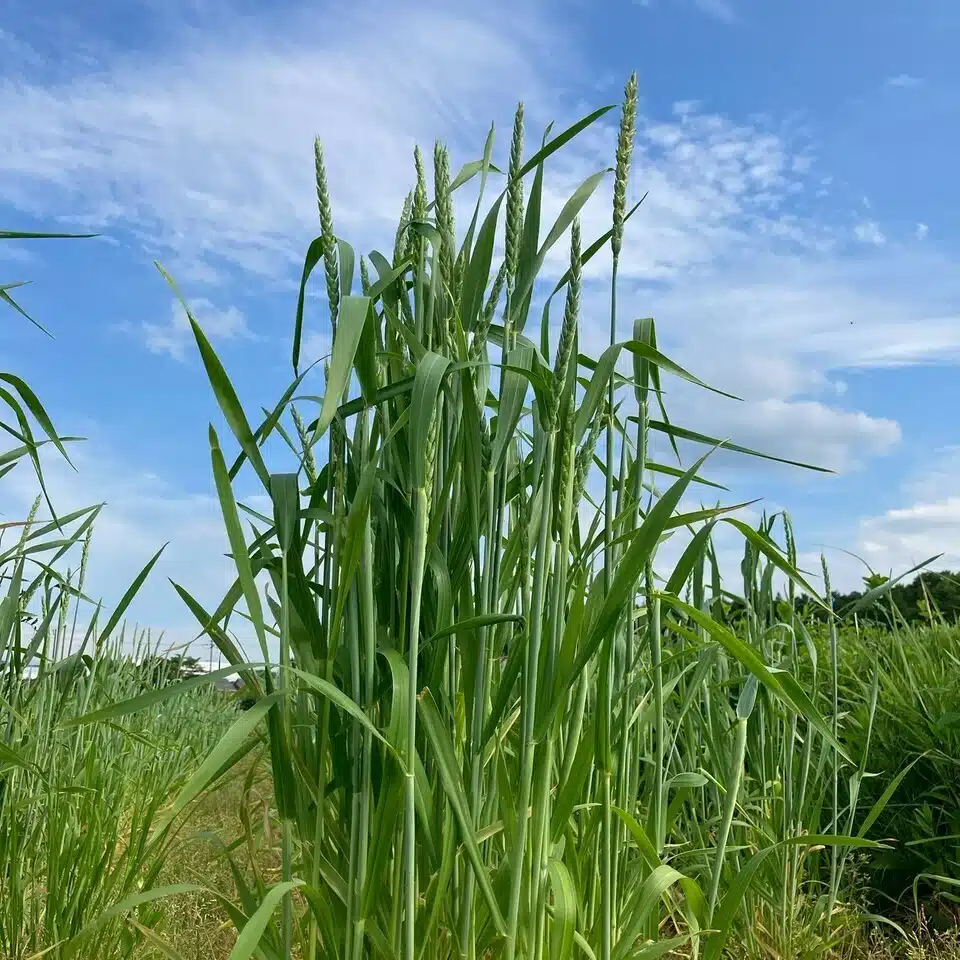 小鐵敬子