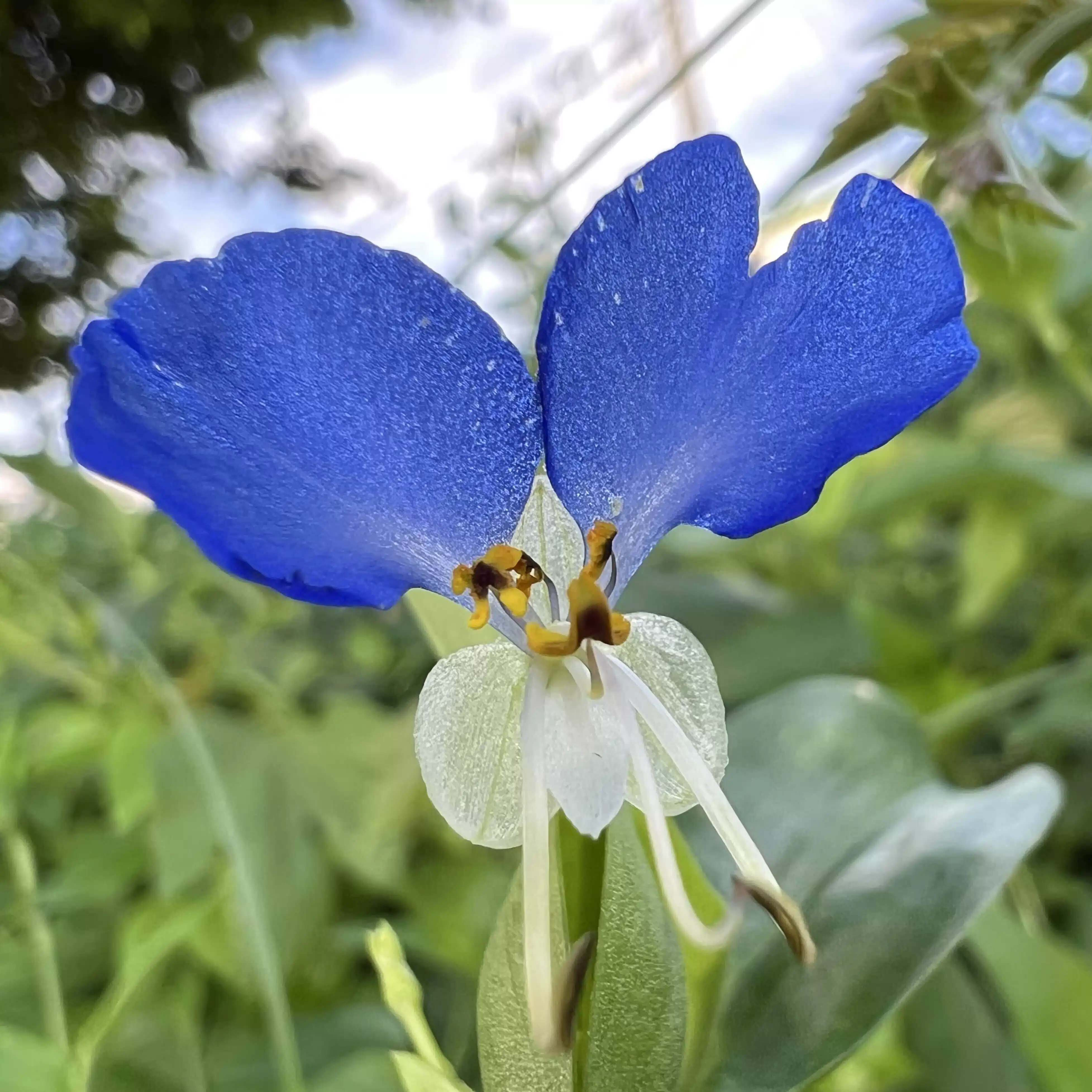 なな草｜Field Notes 🌱