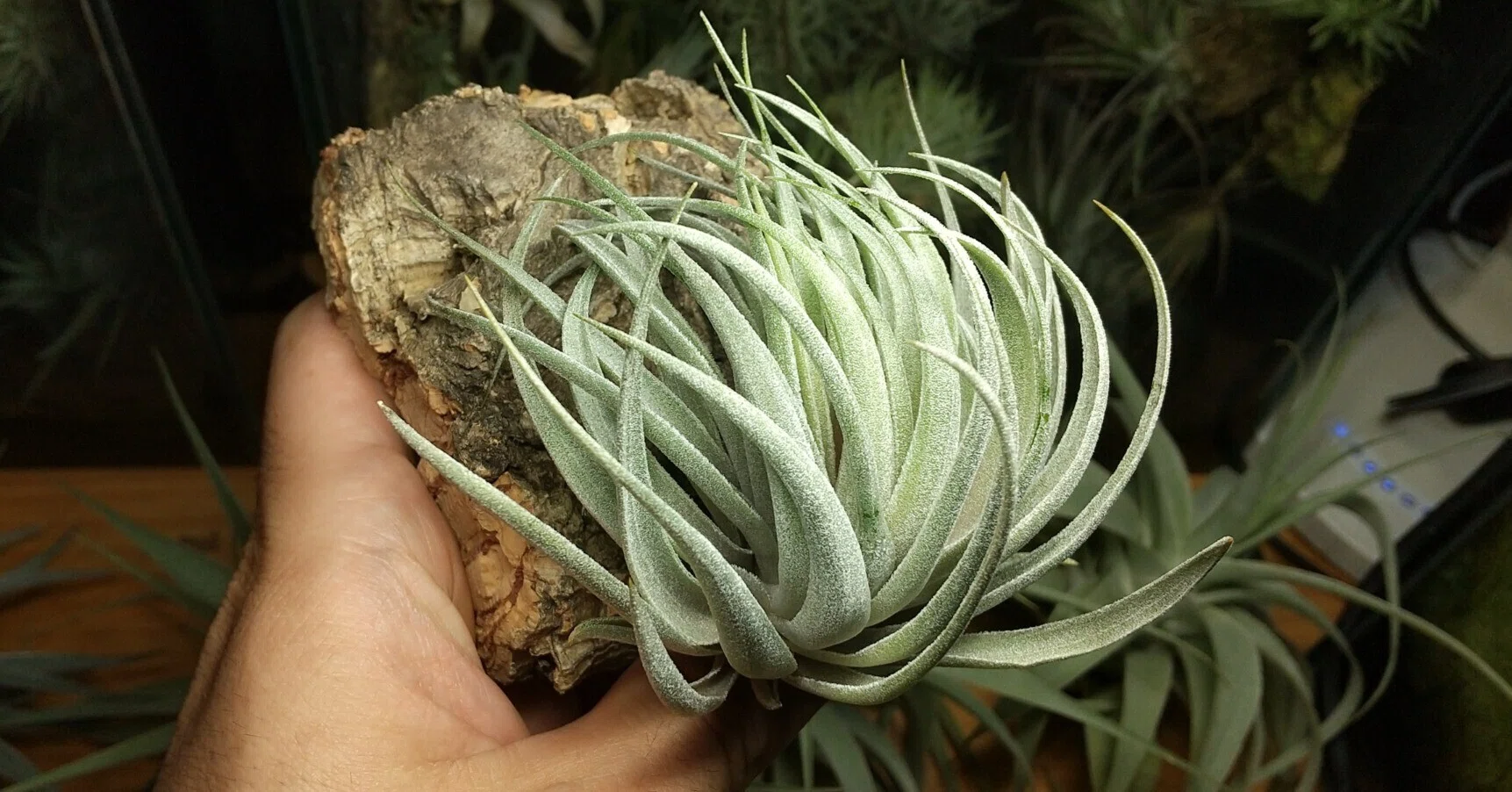 チランジア入荷リスト7/3｜NatureGarden🌿神田