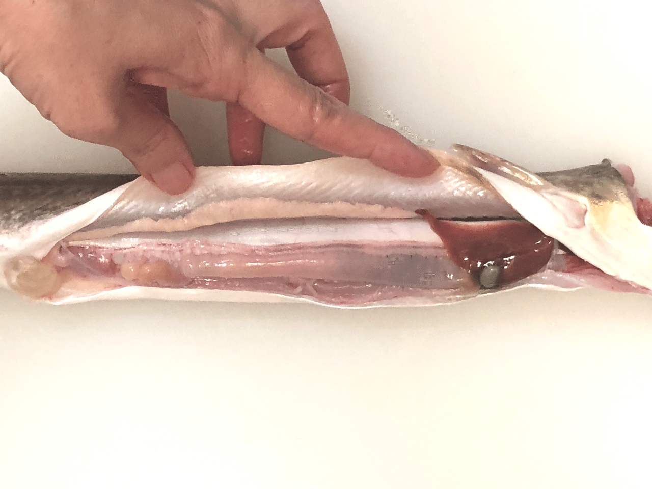 鱧を1本 丸ごと食べ尽くす 古谷 真知子 Note 鱧を1本 丸ごと食べ尽くす 古谷 真知子 Note
