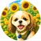 ゆみ|介護と犬との日々