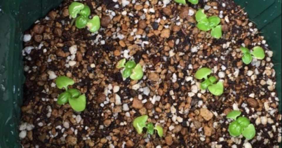 徒長したバジルの双葉 その後 坂本雅 Note