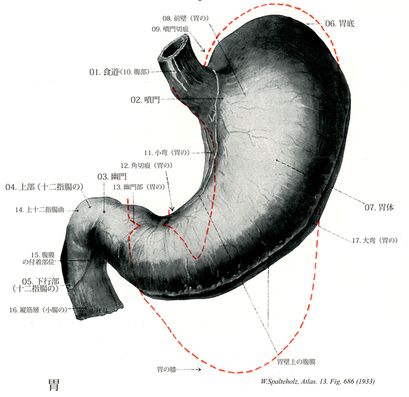 解剖学 消化器系 食道 胃 腸 小西創大 Note 解剖学 消化器系 食道 胃 腸 小西創大 Note