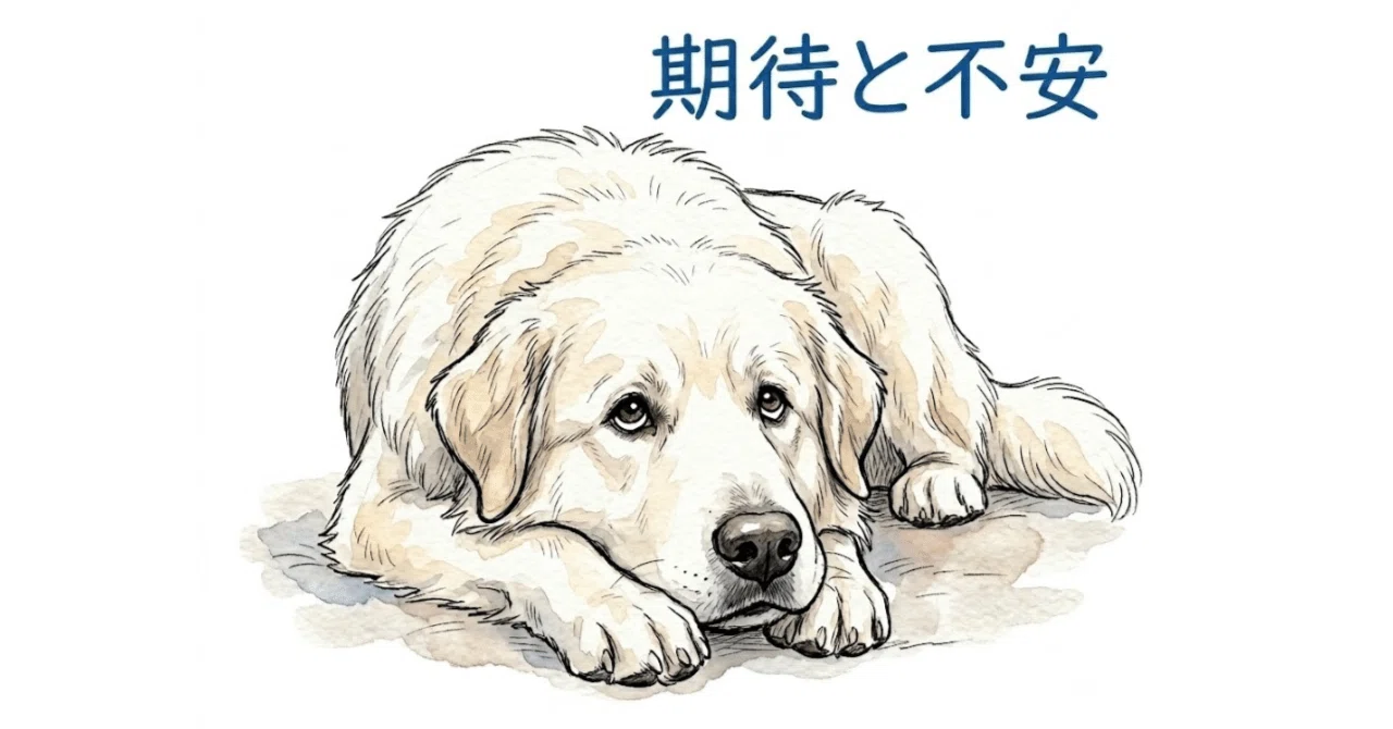 TOEIC985点を取得しました！~近況報告と今後について~｜ Yu | 思考ログ