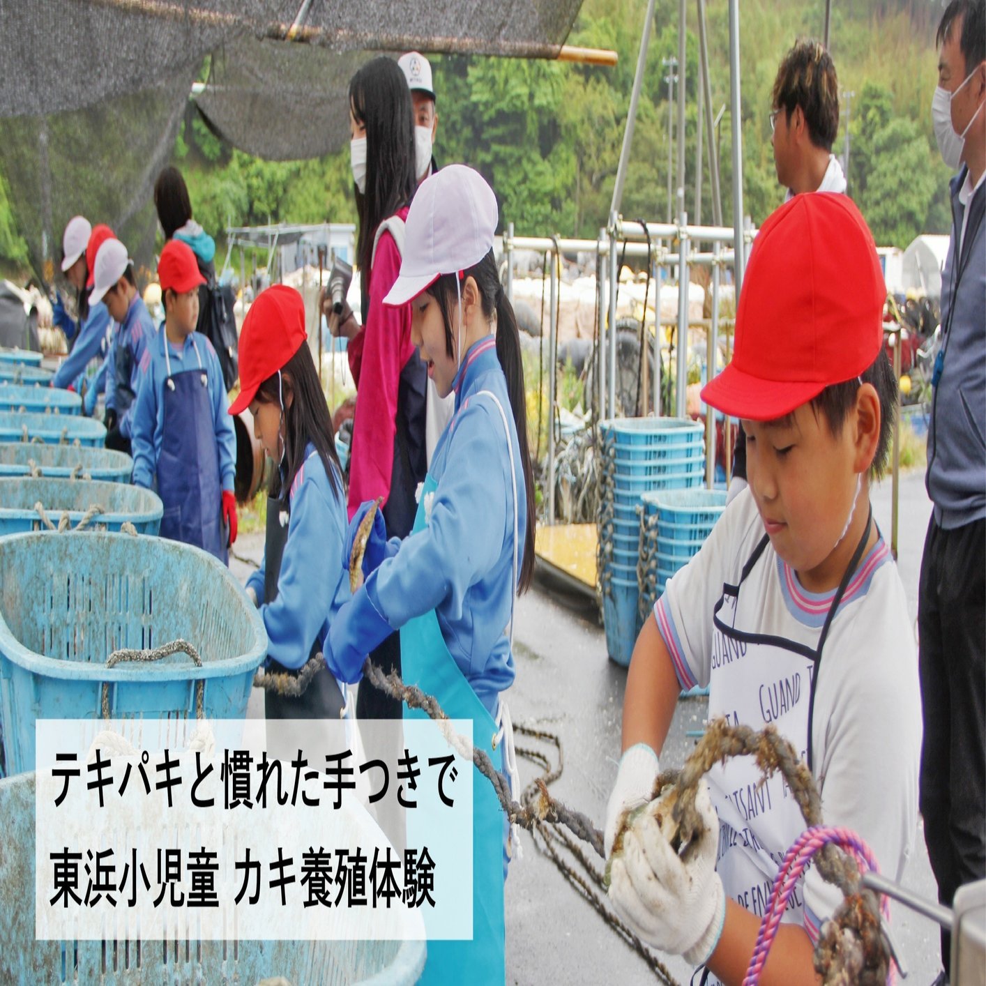 テキパキと慣れた手つき 東浜小全校児童 竹浜漁港でカキ養殖体験 石巻days 石巻日日新聞社公式 Note