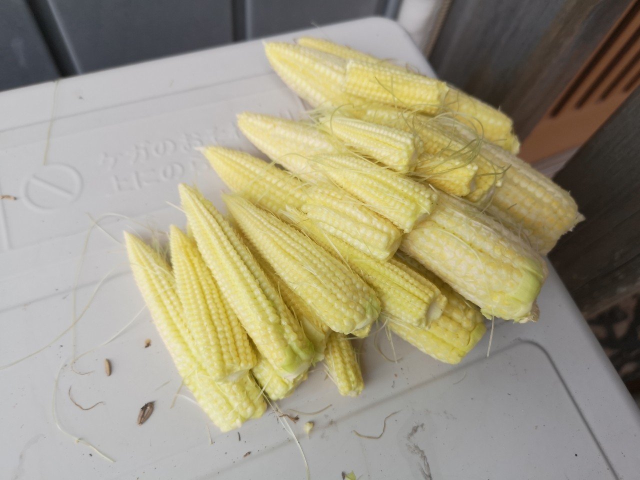 06 29 月 トウモロコシの人工授粉と雄花切り ひろせ しゅんじ のんびり農園 Note 06 29 月 トウモロコシの人工授粉と雄花切り ひろせ しゅんじ のんびり農園 Note