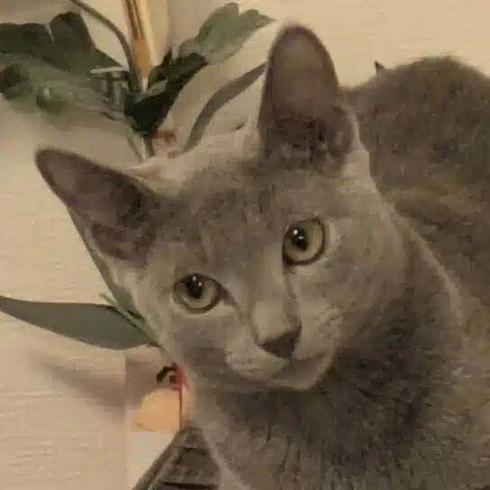 尾道 汀