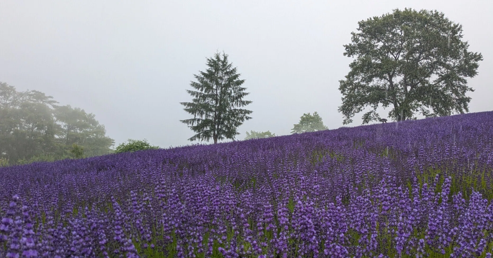 雨に煙る紫の絨毯「幌見峠ラベンダー園」｜Sunny