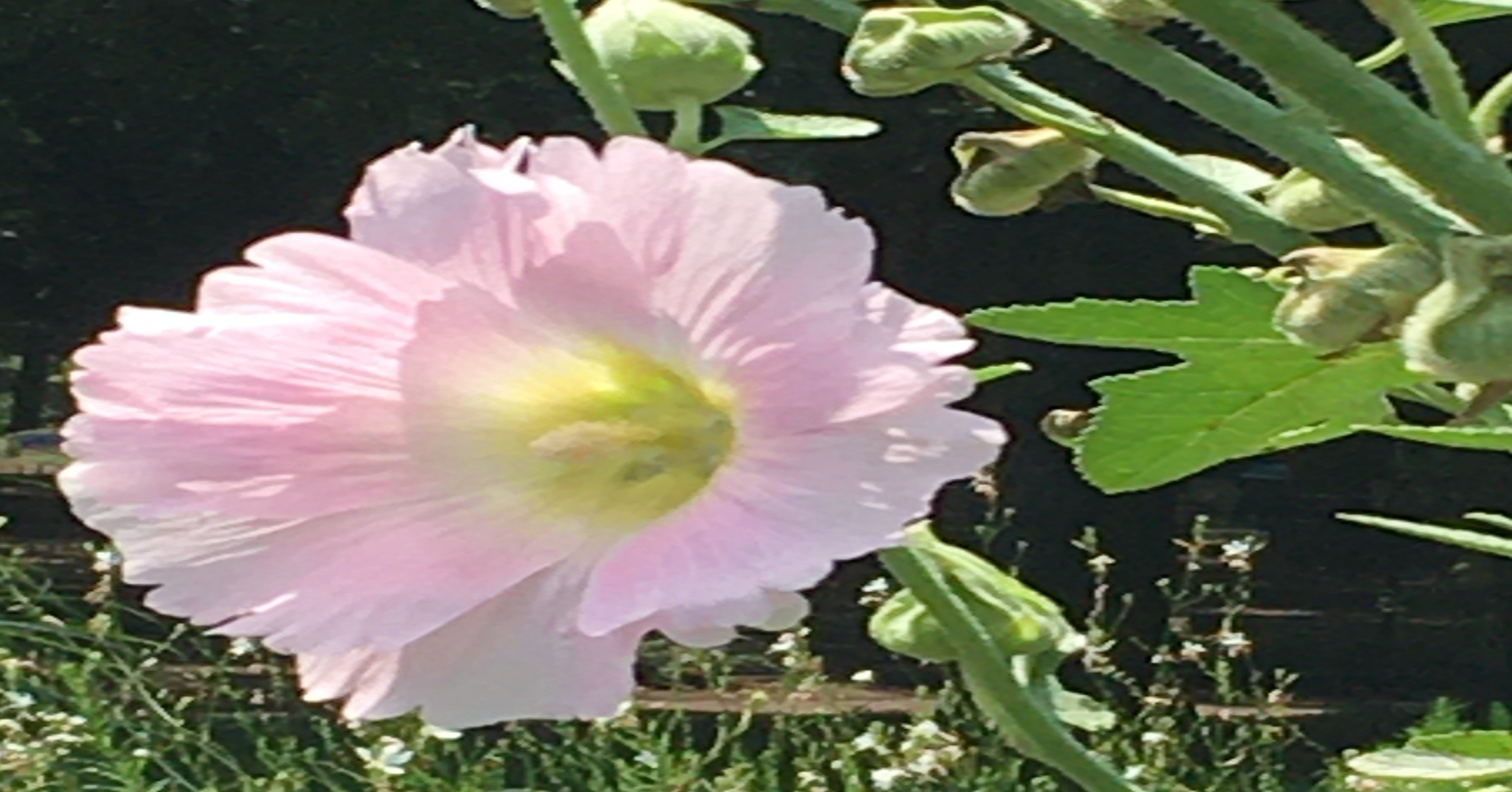 英雄の器 に仮託した芥川龍之介の作法 Kent Nishi Note 英雄の器 に仮託した芥川龍之介の作法 Kent Nishi Note