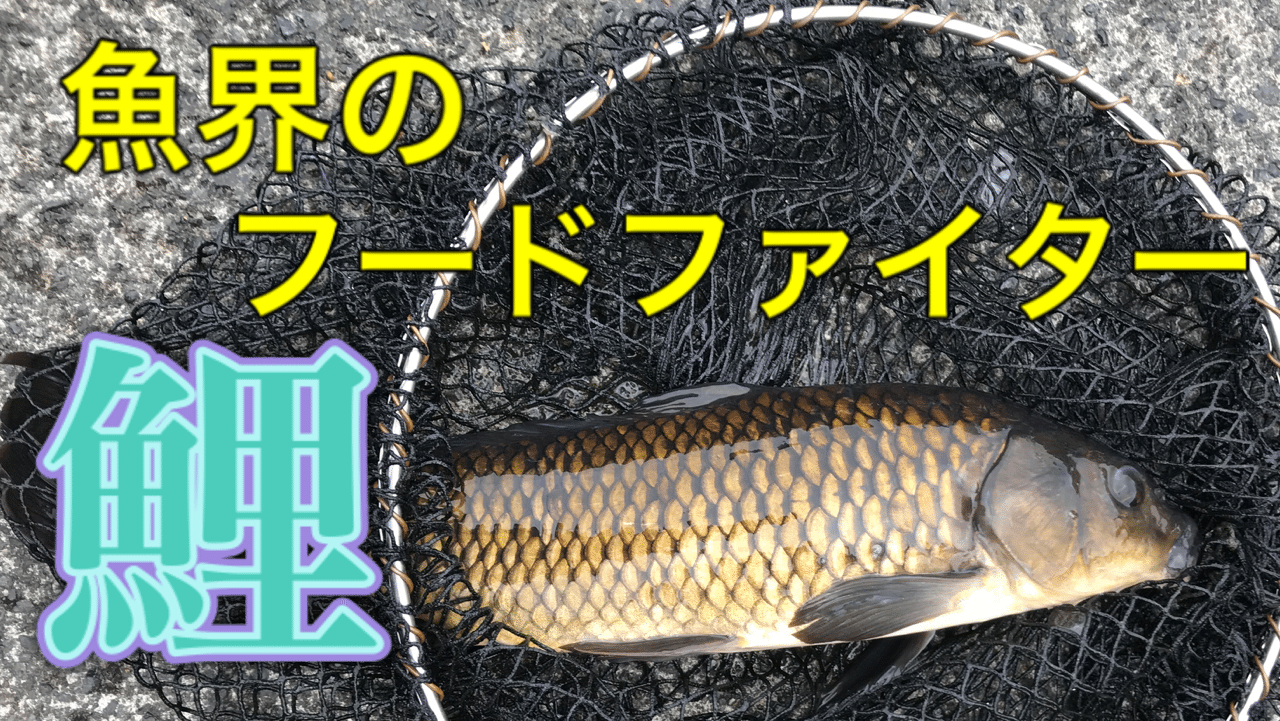 1分でわかる コイ 釣り 山阿呆の大学生 Note 1分でわかる コイ 釣り 山阿呆の大学生 Note