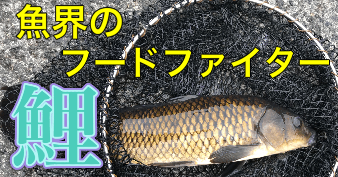 1分でわかる コイ 釣り 山阿呆の大学生 Note