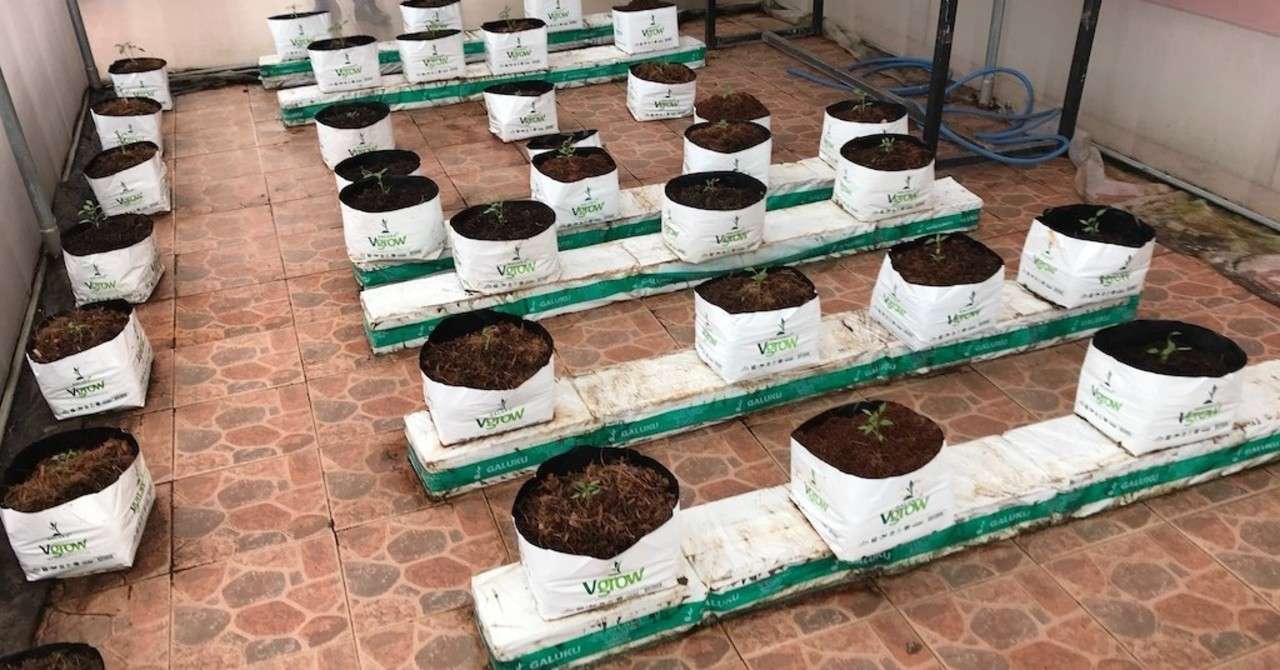 ヤシガラ なにが良いのか Part4 Junichi Shinoda Linearincjapan Note