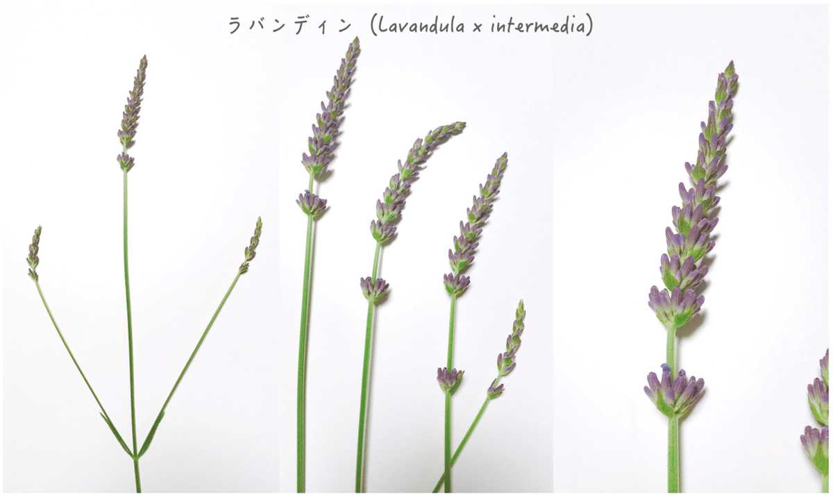 ラベンダーとなっております 51Qn7pZSMML._UF894,1000_QL80_.jpg