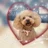 toypoodlemomo