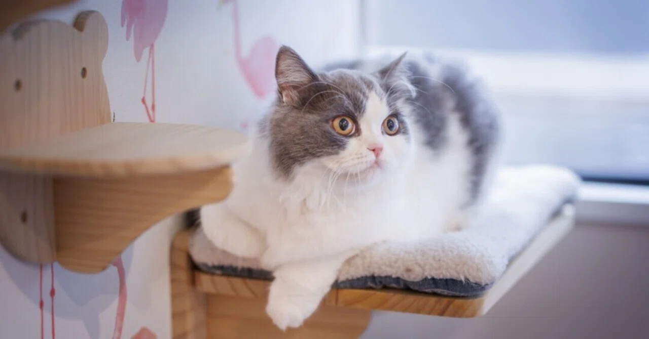 猫田 ※プロフィール見てください！ ここなら、いつものボクでいられる】｜猫写真家 猫田晃広（Akihiro