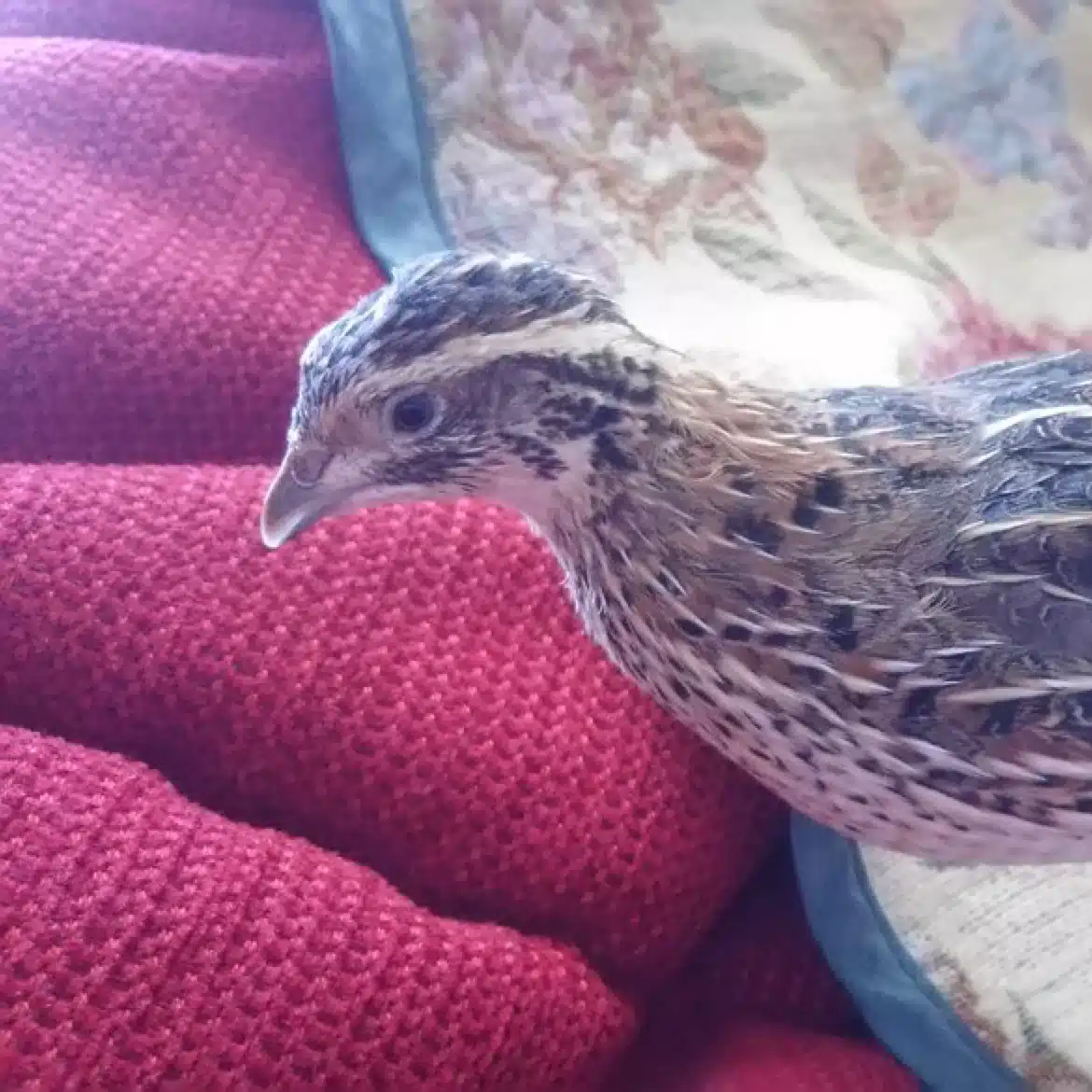 ウズラなめこ