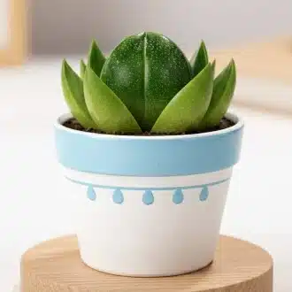 いがら　いあ