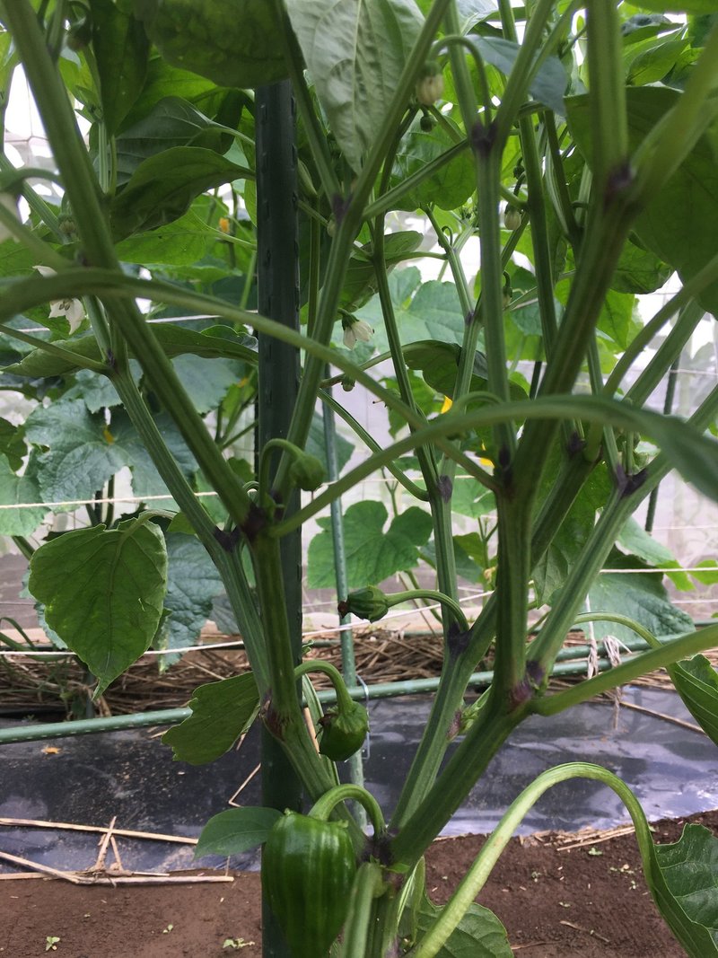 ナスとピーマンの一番果の摘果 てきか とホウレンソウの採種とキュウリの摘芯 いのちをつくるごはん おむすびと固定種と子ども育ての話 Note ナスとピーマンの一番果の摘果 てきか とホウレンソウの採種とキュウリの摘芯 いのちをつくるごはん おむすびと固定種と子ども育ての話 Note