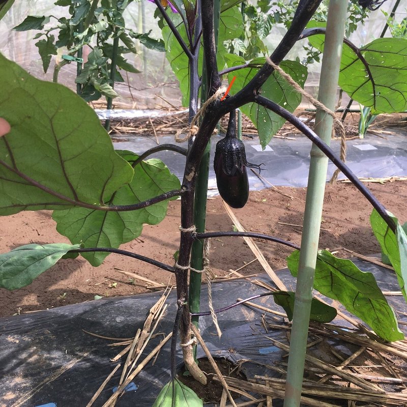 ナスとピーマンの一番果の摘果 てきか とホウレンソウの採種とキュウリの摘芯 食べるは生きる おむすびと野菜と子ども育ての話 Note