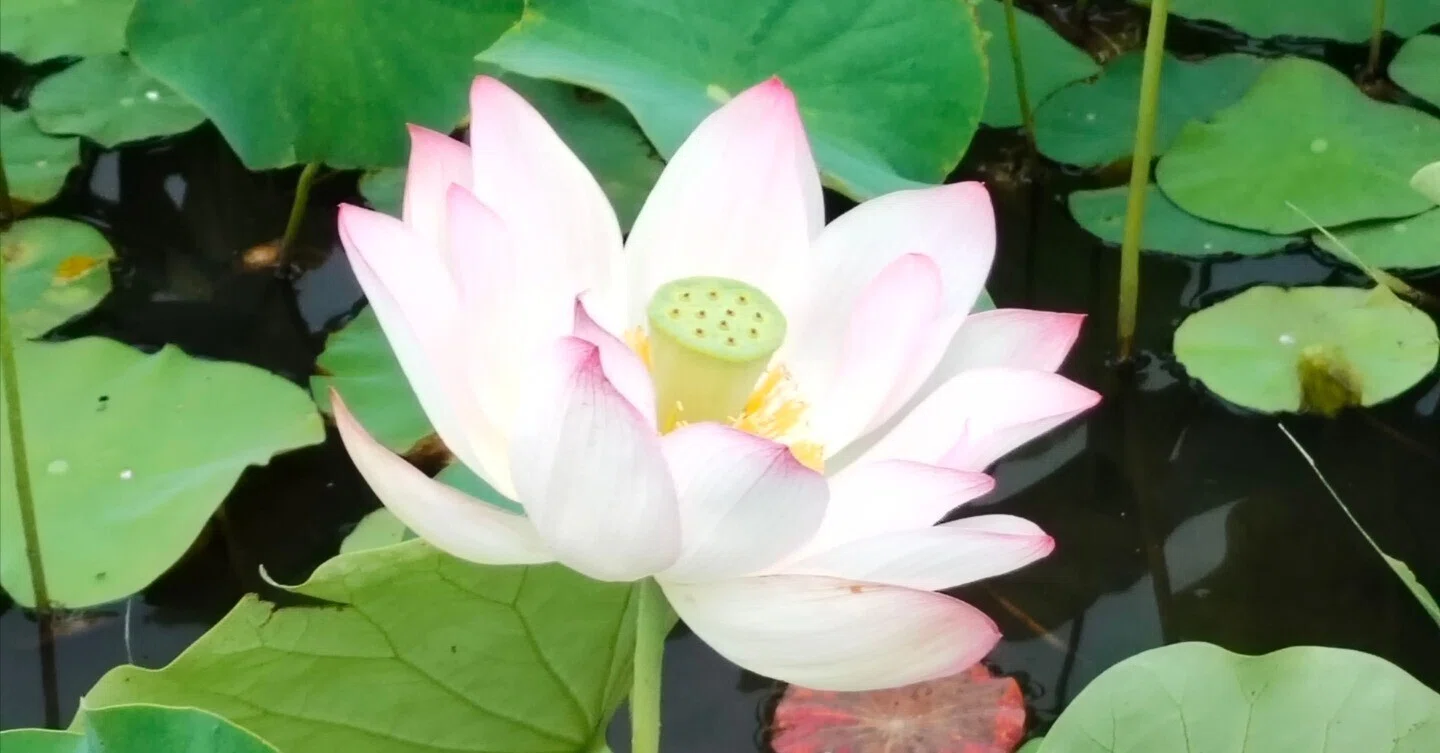朝日に向かって広がる蓮の葉。その生命力に感動した朝｜としさん