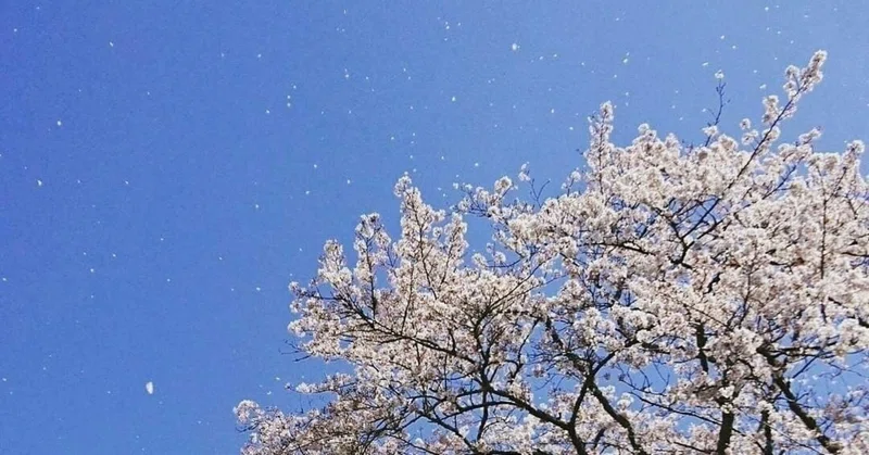 舞い散る桜のごとく 天野でん Note
