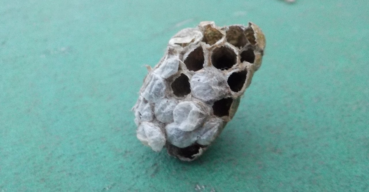 ハチに刺されました 金木犀 Note