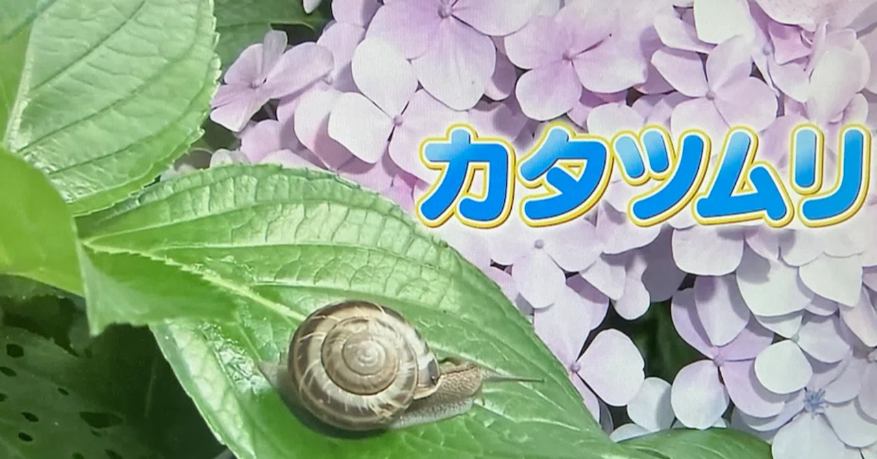 奥様も夢中になる魅惑の生き物！──知れば知るほど面白い「カタツムリ