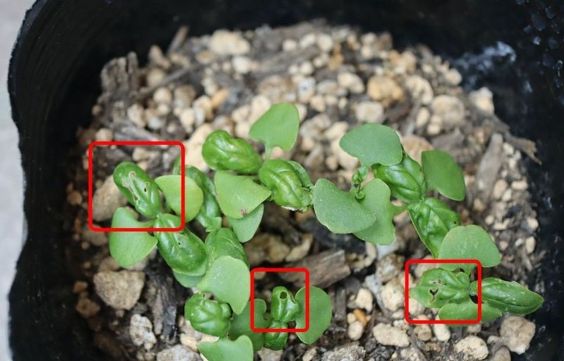 バジルを種から育てて害虫被害にあうも 順調に育ってます グローバルこうちゃん Note