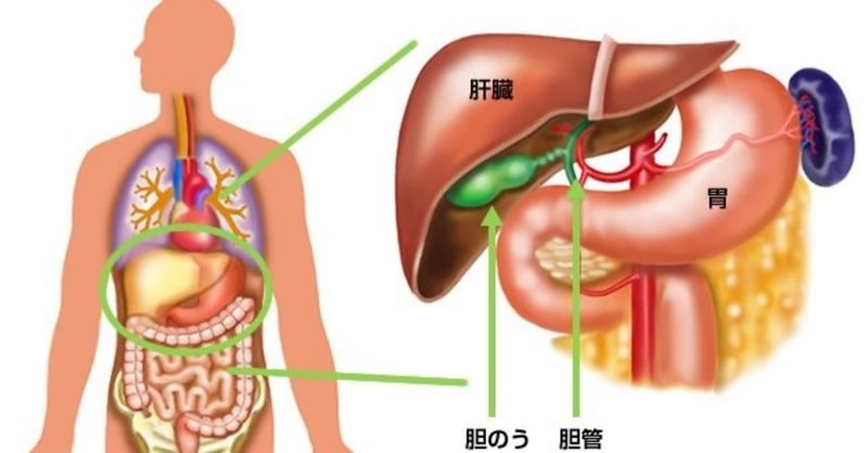 解剖学 消化器系 肝臓 胆嚢 膵臓 腹膜 そーだい Note