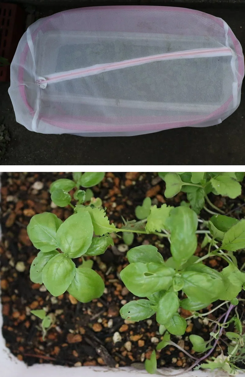 バジルを種から育てて害虫被害にあうも 順調に育ってます グローバルこうちゃん Note
