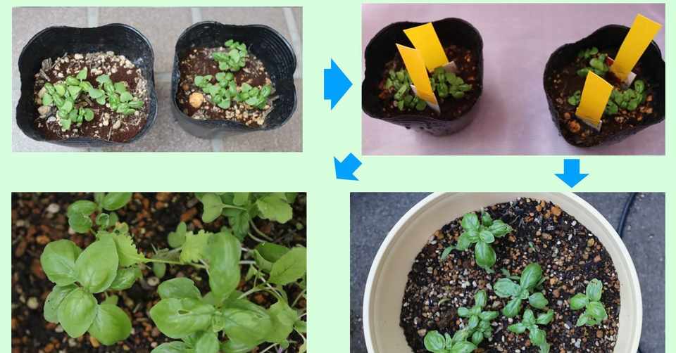 バジルを種から育てて害虫被害にあうも 順調に育ってます グローバルこうちゃん Note