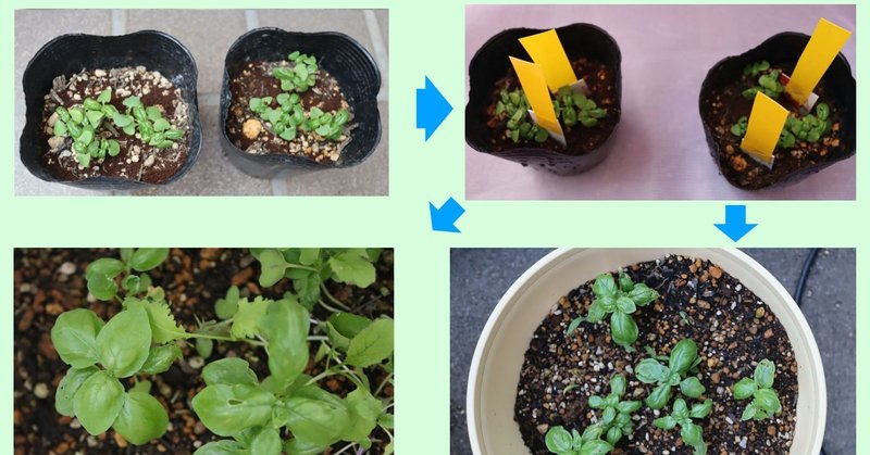 バジルを種から育てて害虫被害にあうも 順調に育ってます グローバルこうちゃん Note