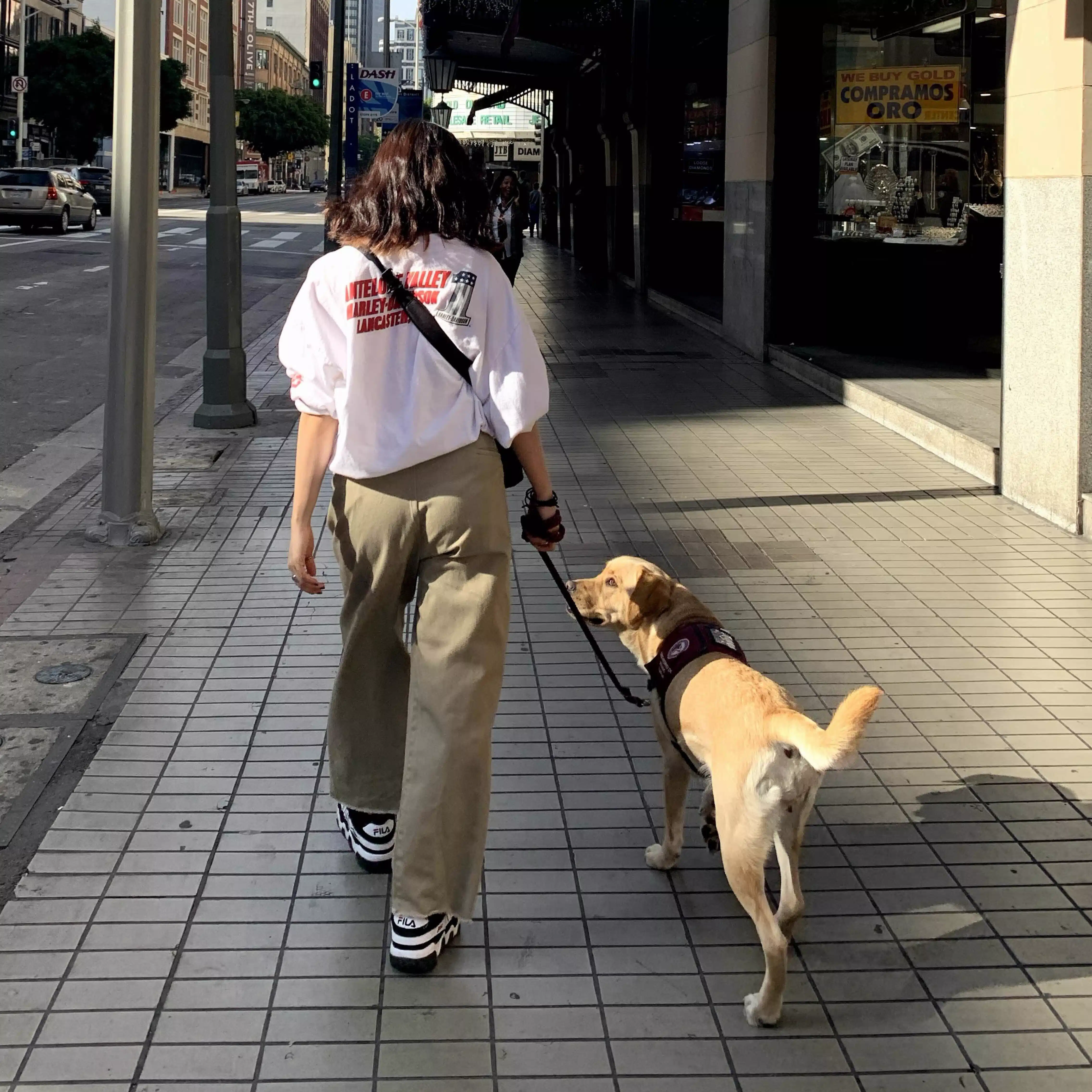 犬と人を繋ぐドッグトレーナー