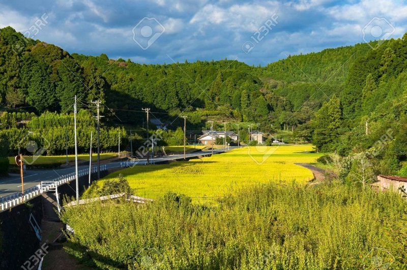 70304353-国の道路沿いの田んぼ。農業風景。愛知県-日本