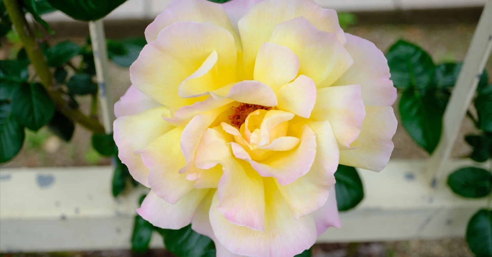 黄色の多弁バラ 2つのつぼみ付き 📷X-T30III × 🌹中之島バラ園 ｜ 🇺🇸つる・ピース（Cl. Peace）｜ぱぽ