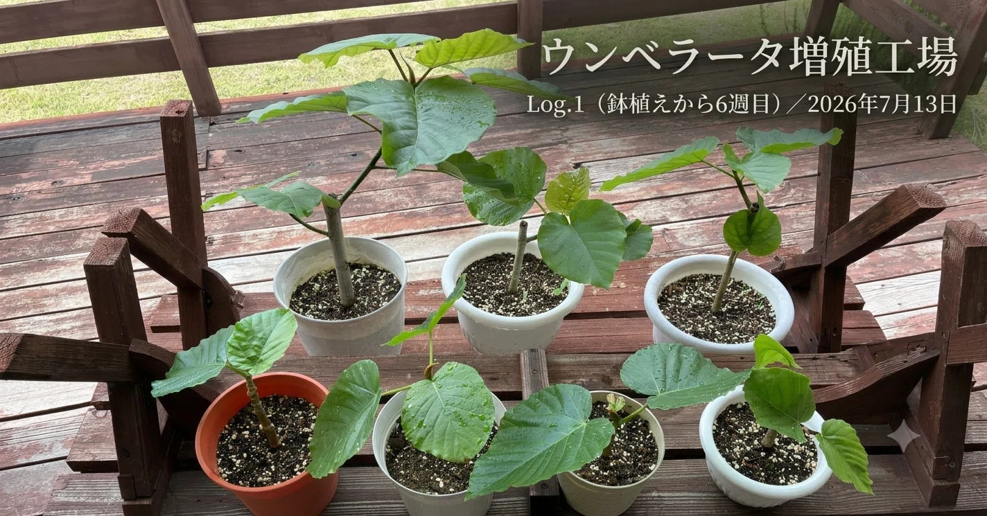 ウンベラータ増殖工場／Log.1（鉢植えから6週目）｜小林 圭輔