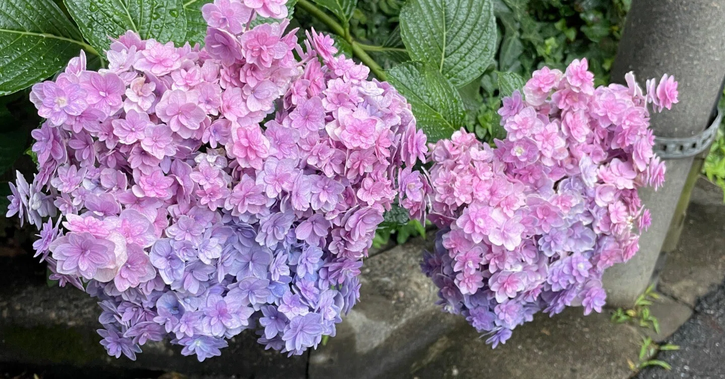 紫陽花をあつめる、その3（咲終わり篇）｜花と日々 yas