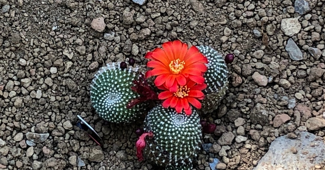 サボテンの花 の新着タグ記事一覧 Note つくる つながる とどける