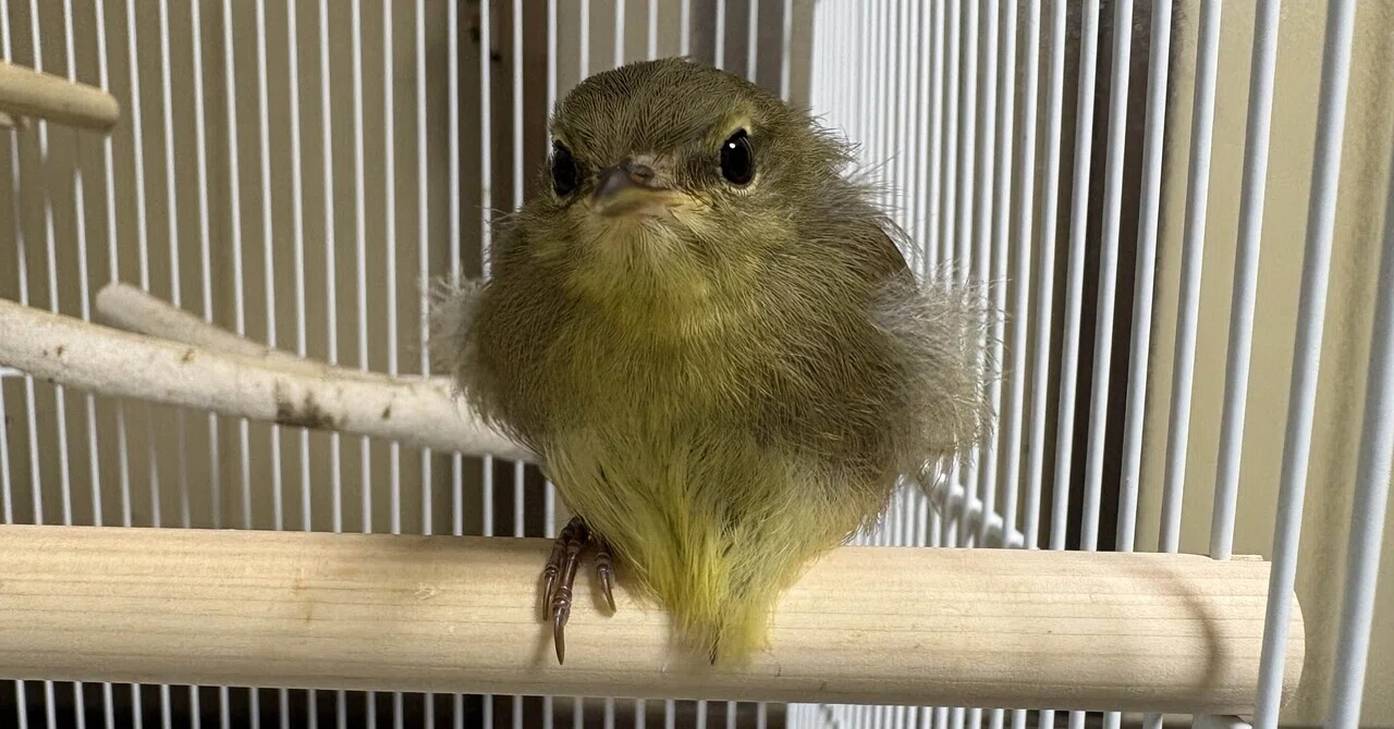 Feeding Situation for Rescued Bush Warblers｜meowmeowfantasy