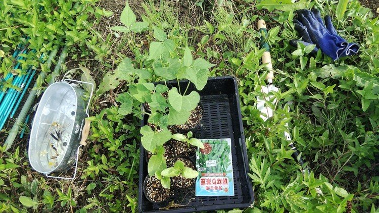 今週、菜園に定植したインゲンとツルムラサキの苗。ツルムラサキはもう少し大きくしてからでも良かったかもですが、雨の多いうちにと思いまして。
