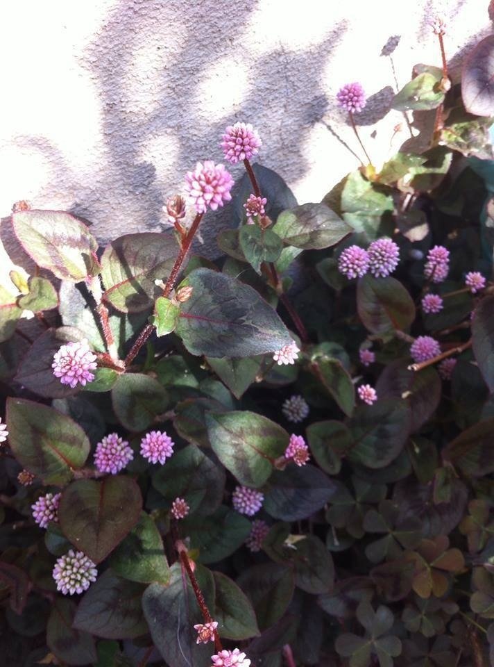 可愛いコンペイトウそっくりのピンクの ヒメツルソバ 花言葉は 気がきく 気のきく人は 相手の気持ちや想像を予測できる人だと思います えんぴつの芯 Note