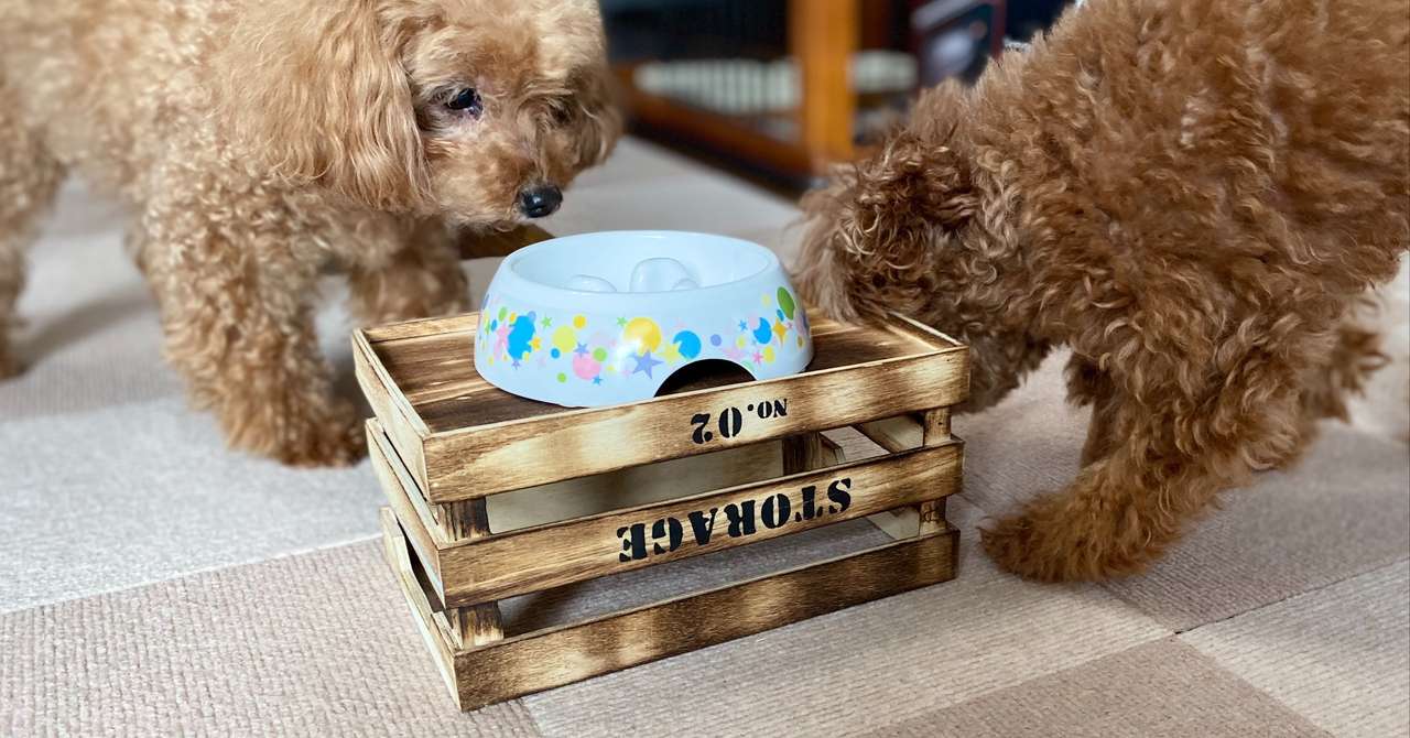 100均で買った入れ物が 犬用食事台にしっくりきた レモンの勇気 Note