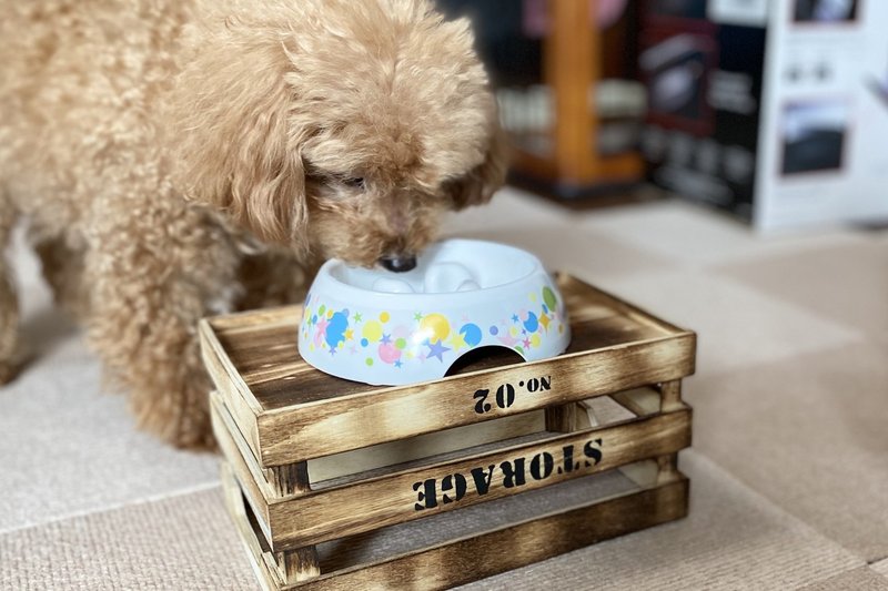 100均で買った入れ物が 犬用食事台にしっくりきた レモンの勇気 Note