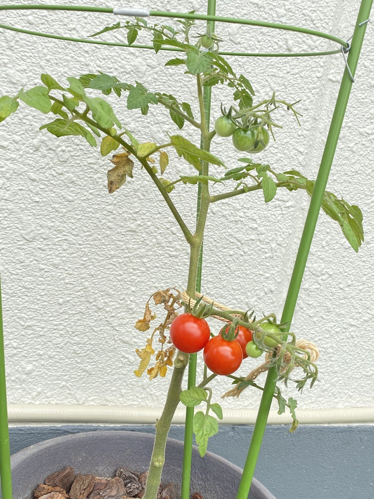 ミニトマト 引き際が肝心編 りあこ Note ミニトマト 引き際が肝心編 りあこ Note