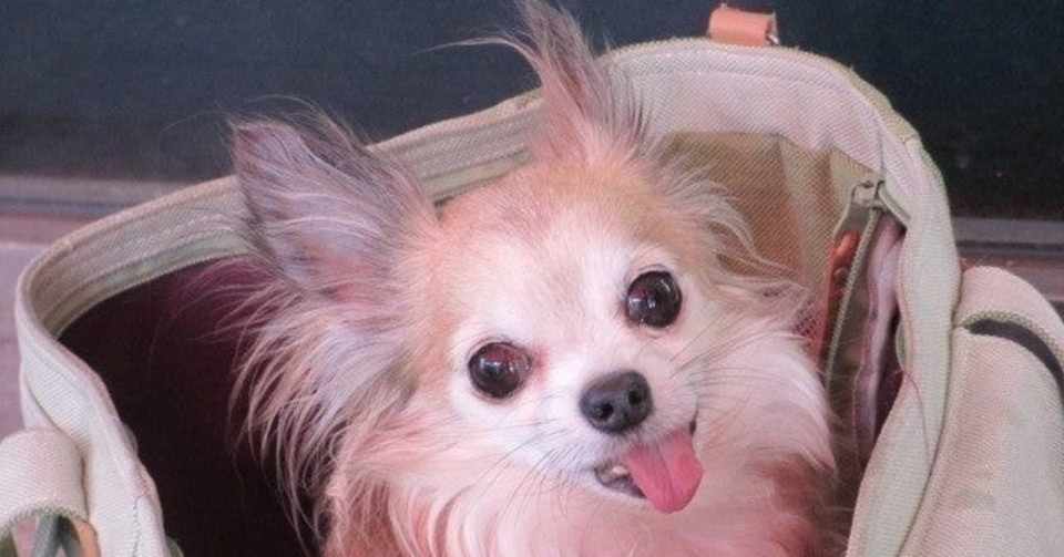 東洋医学概論 望診 舌診 Yamato 東洋医学のおにいさん Note