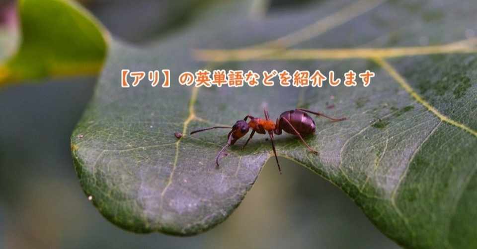昆虫 アリ の英単語 特徴などを紹介します きむっち Note