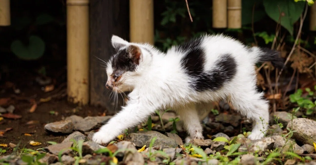 猫田 ※プロフィール見てください！ ネズミの国へ？】｜猫写真家 猫田晃広（Akihiro Nekota）