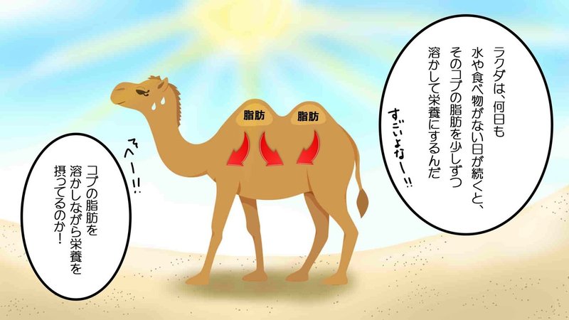 ラクダのコブを開けてみると 雑学漫画 雑学王子トリビアーン Note
