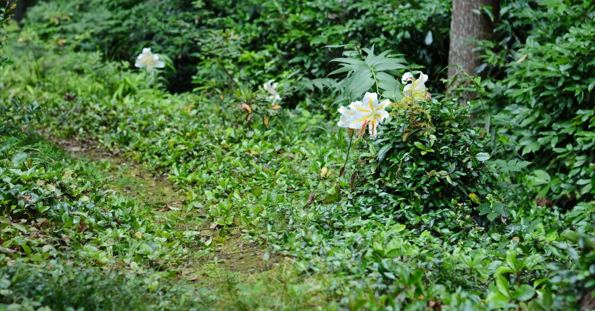 Nikon D7100 × AF-S NIKKOR 50mm f/1.8G 』オールド一眼レフ×オールド