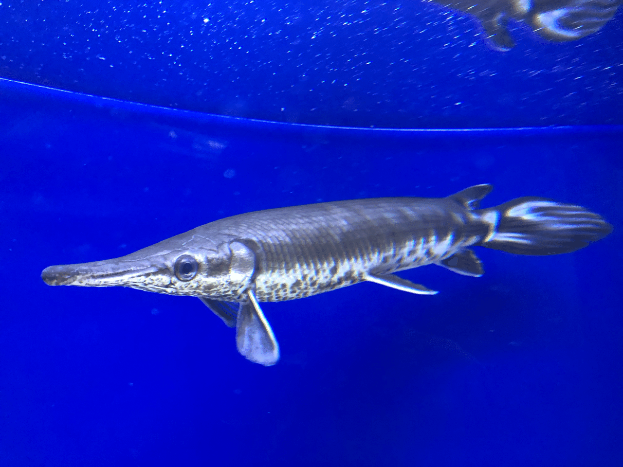 ガーという魚 ふじっこ Note